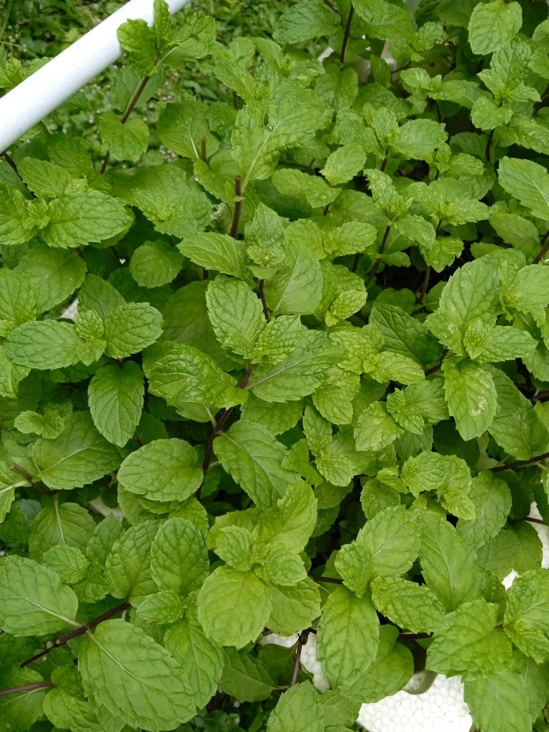 Tip Suburkan Pokok Pudina, Siapa Sangka Herba Masakan Ini Boleh Jadi Baja