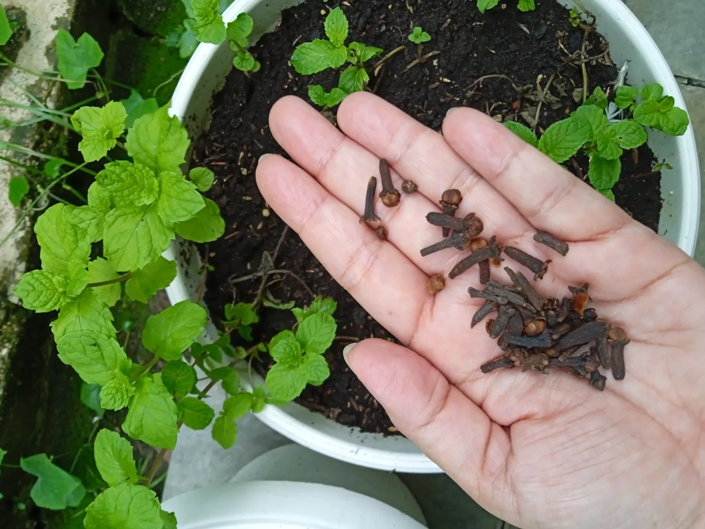 Tip Suburkan Pokok Pudina, Siapa Sangka Herba Masakan Ini Boleh Jadi Baja