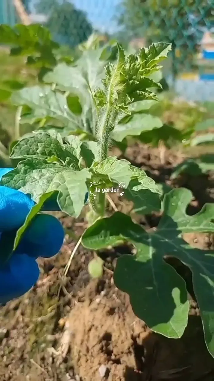 Tip Lindungi Anak Pokok Daripada Serangan Serangga Dan Cuaca Ekstrem