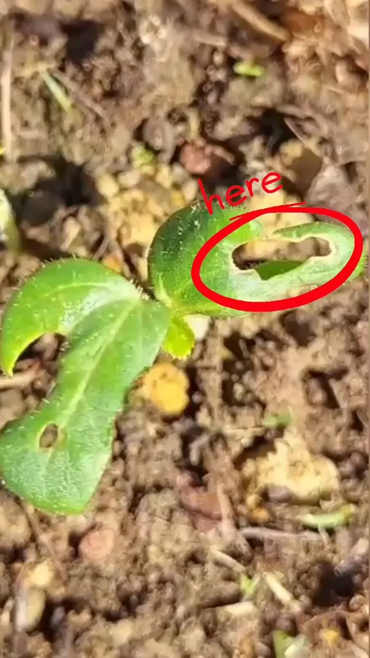 Tip Lindungi Anak Pokok Daripada Serangan Serangga Dan Cuaca Ekstrem