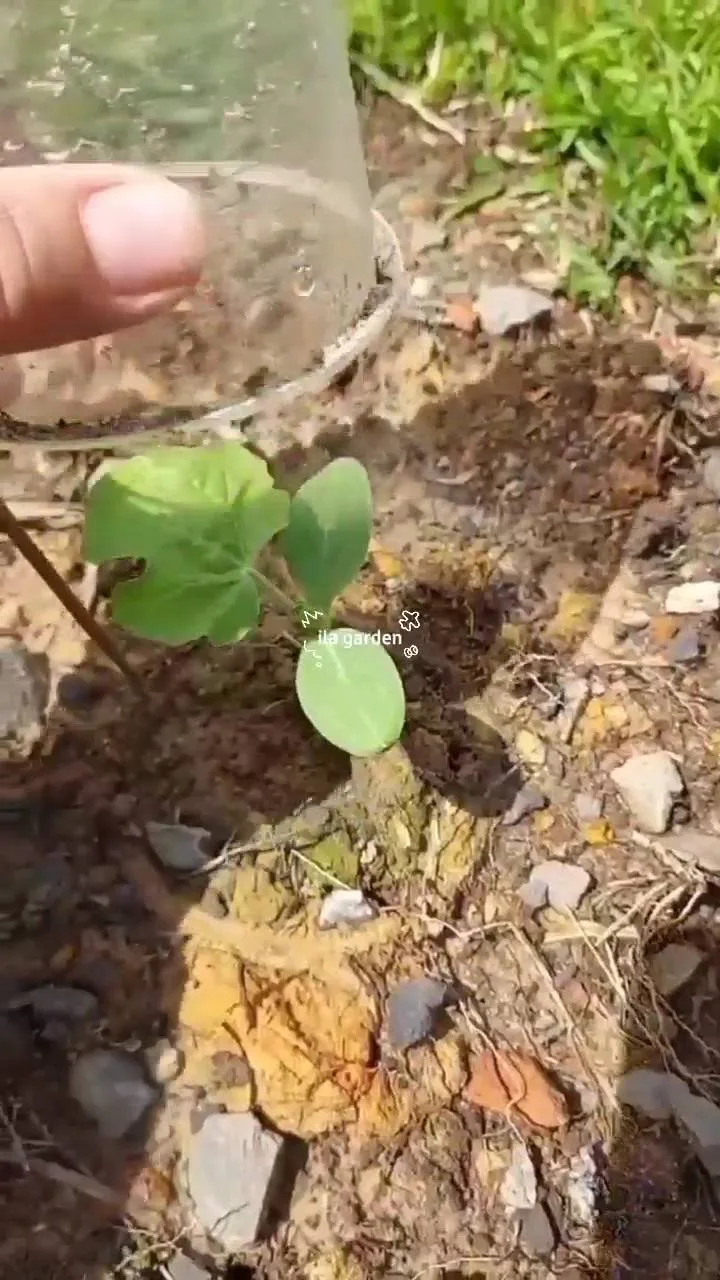 Tip Lindungi Anak Pokok Daripada Serangan Serangga Dan Cuaca Ekstrem