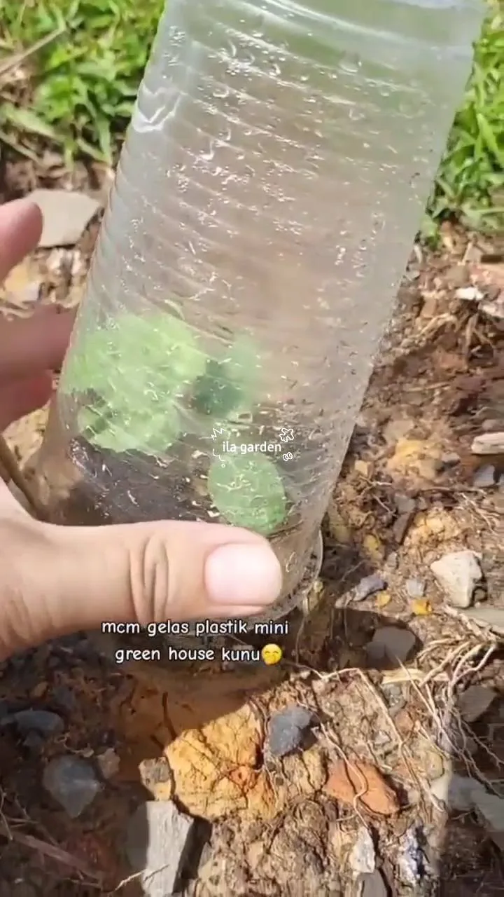 Tip Lindungi Anak Pokok Daripada Serangan Serangga Dan Cuaca Ekstrem