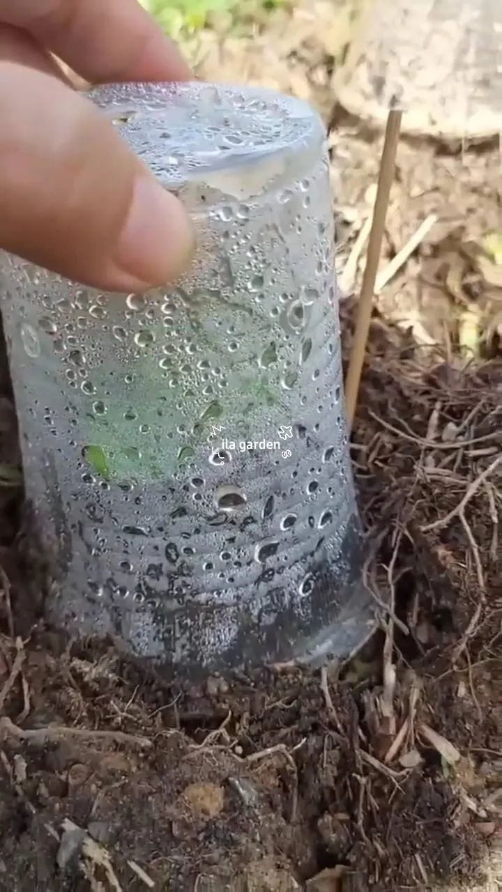 Tip Lindungi Anak Pokok Daripada Serangan Serangga Dan Cuaca Ekstrem