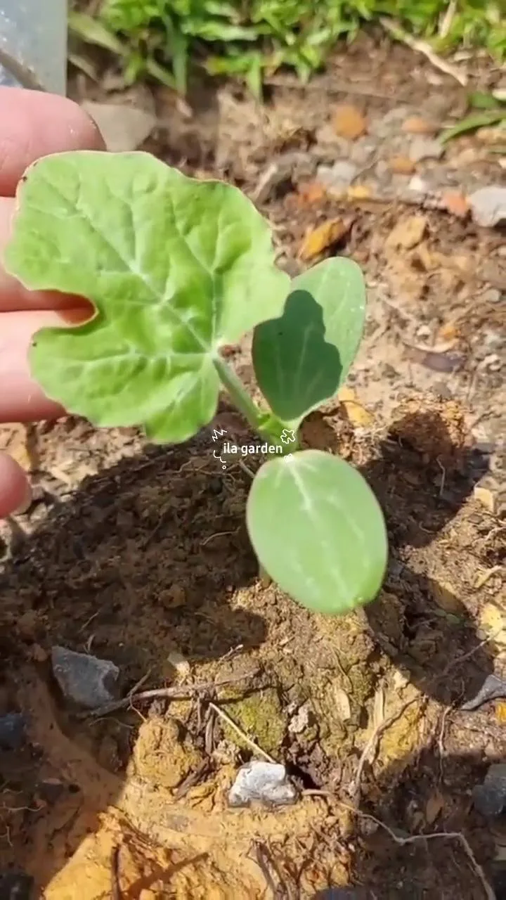 Tip Lindungi Anak Pokok Daripada Serangan Serangga Dan Cuaca Ekstrem