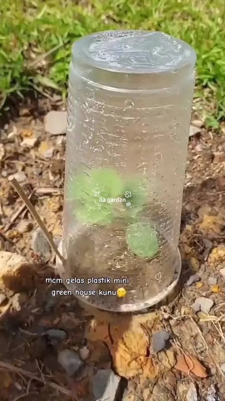 Tip Lindungi Anak Pokok Daripada Serangan Serangga Dan Cuaca Ekstrem