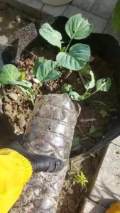 Cara Buat Sendiri BAJA KOMPOS Mini Di Rumah, Tanaman Sawi Lebar & Hijau