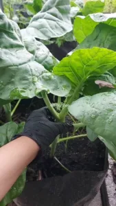 Cara Buat Sendiri BAJA KOMPOS Mini Di Rumah, Tanaman Sawi Lebar & Hijau