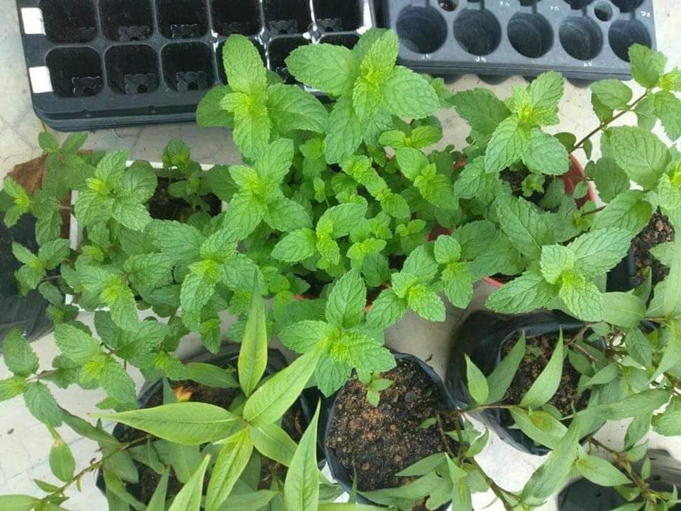 Tip Suburkan Pokok Pudina, Siapa Sangka Herba Masakan Ini Boleh Jadi Baja