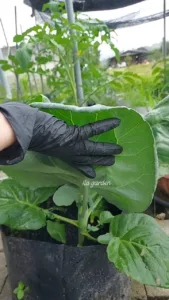 Cara Buat Sendiri BAJA KOMPOS Mini Di Rumah, Tanaman Sawi Lebar & Hijau