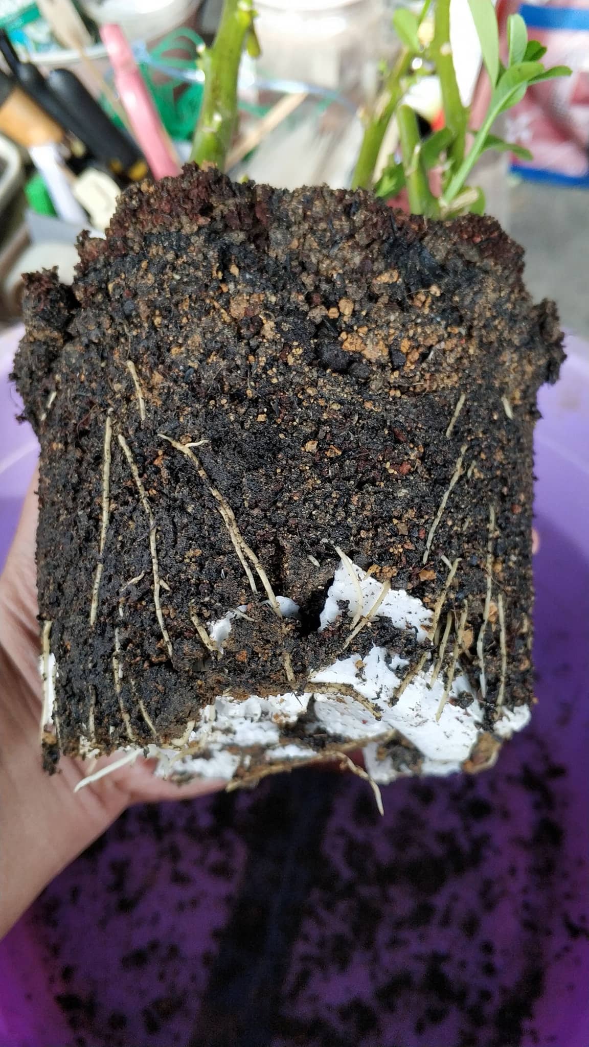 Jangan Terus Guna Tanah Lama Kalau Nak Tanam Pokok Baru, Buat Langkah Ini Dulu