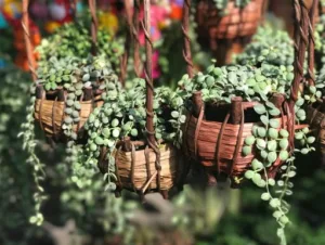 Pokok Duit-Duit Penapis Udara Semulajadi, Bukan Tumbuhan Parasit!