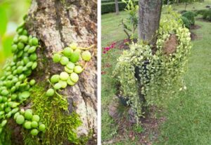 Pokok Duit-Duit Penapis Udara Semulajadi, Bukan Tumbuhan Parasit!