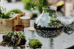 Pokok Duit-Duit Penapis Udara Semulajadi, Bukan Tumbuhan Parasit!