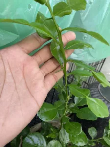 Buang DURI Rahsia Pokok LIMAU PURUT Cepat Besar & Berdaun Lebar Merimbun!