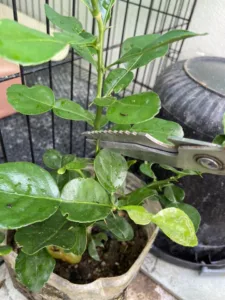 Buang DURI Rahsia Pokok LIMAU PURUT Cepat Besar & Berdaun Lebar Merimbun!