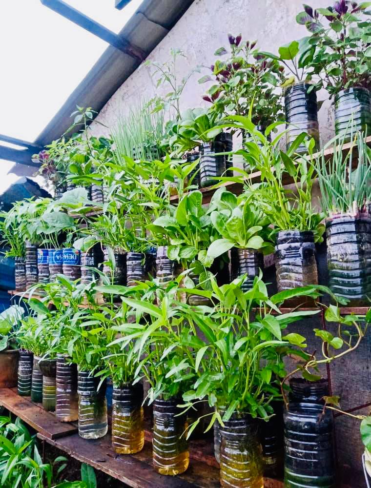 Tanam Sayur Dalam Botol, Malas Siram Tapi Hasil Meriah