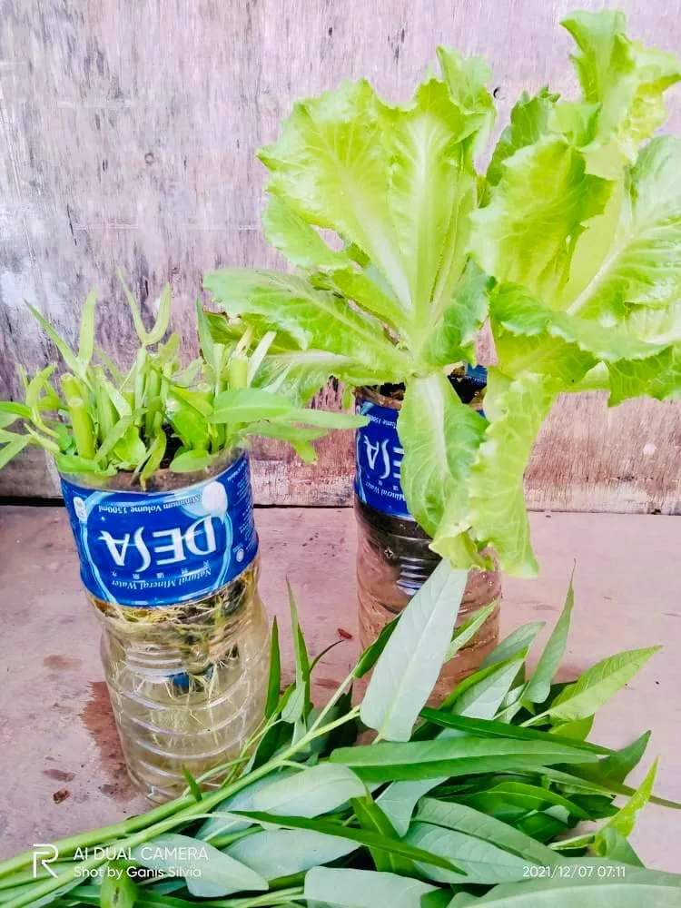 Tanam Sayur Dalam Botol, Malas Siram Tapi Hasil Meriah