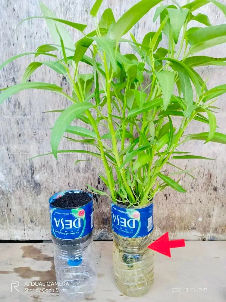 Tanam Sayur Dalam Botol, Malas Siram Tapi Hasil Meriah