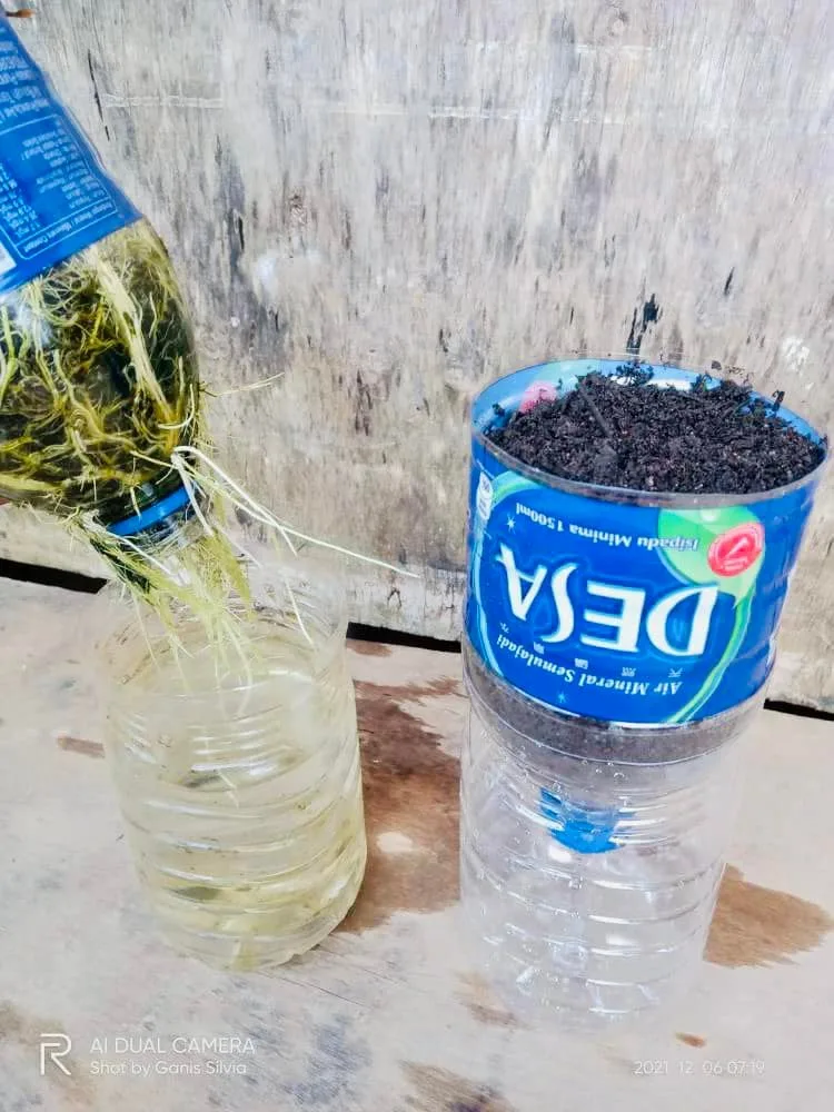 Tanam Sayur Dalam Botol, Malas Siram Tapi Hasil Meriah