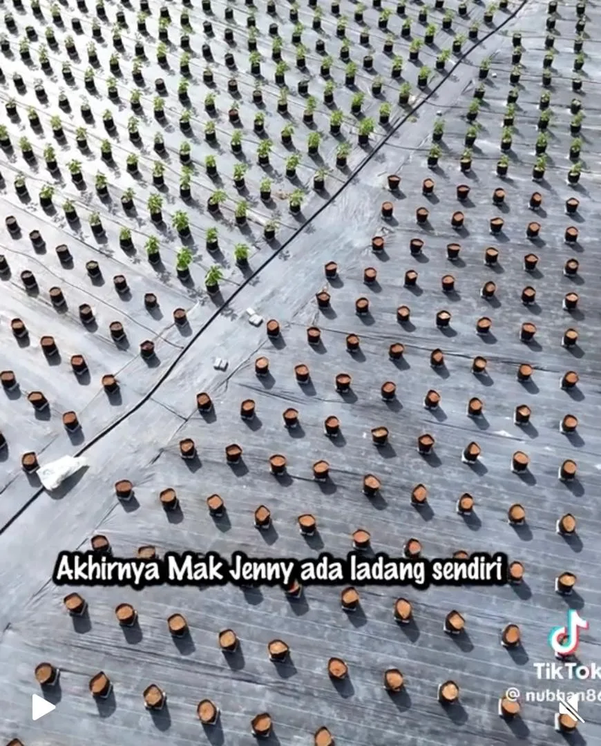 Nubhan Buka Ladang Empat Ekar, Kejutan Istimewa Buat Ibunya, Mak Jenny