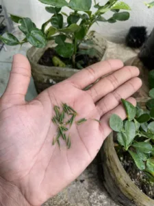 Buang DURI Rahsia Pokok LIMAU PURUT Cepat Besar & Berdaun Lebar Merimbun!