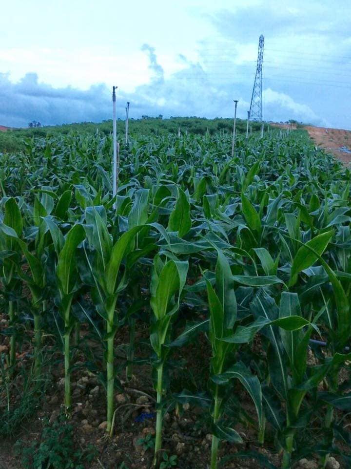 Pekebun Kongsi Tip Tanam Jagung, Hasil Elok, Saiz Pun Besar