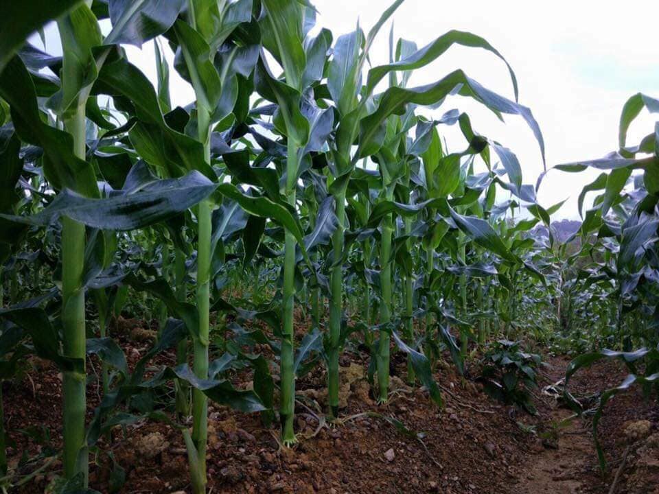 Pekebun Kongsi Tip Tanam Jagung, Hasil Elok, Saiz Pun Besar