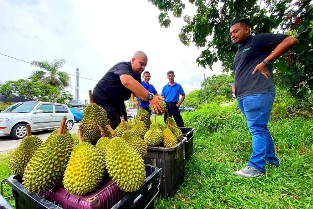 Ekonomi Tidak Memberangsangkan, Musang King RM20 Sekilogram Pun Kurang Sambutan