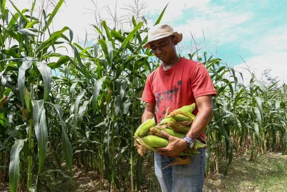 Pemuda Ambil Alih Tanaman Jagung Manis, Ladang Hasilkan 280,000 Tongkol Jagung Manis Setiap Musim, Pulangan Cecah RM9k
