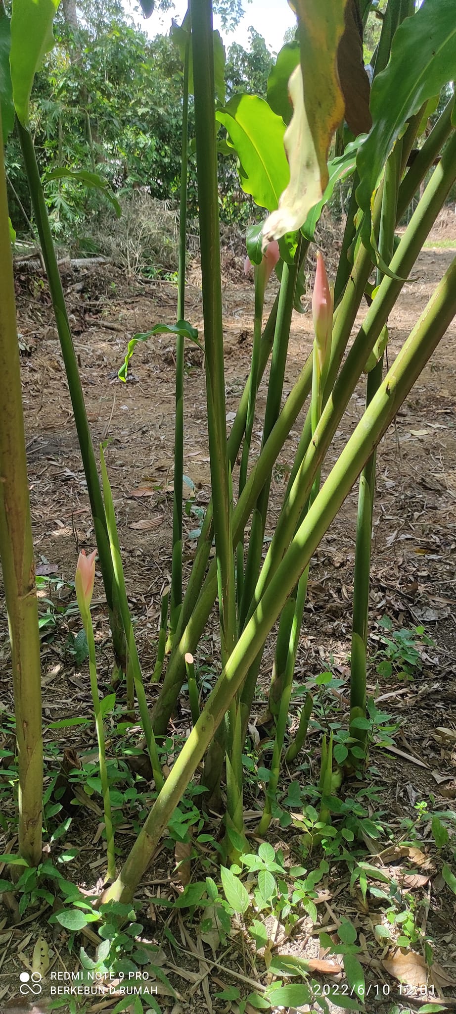 Ramai Salah Tanam Kantan, Sebab Itu Pokok Tak Berbunga Langsung