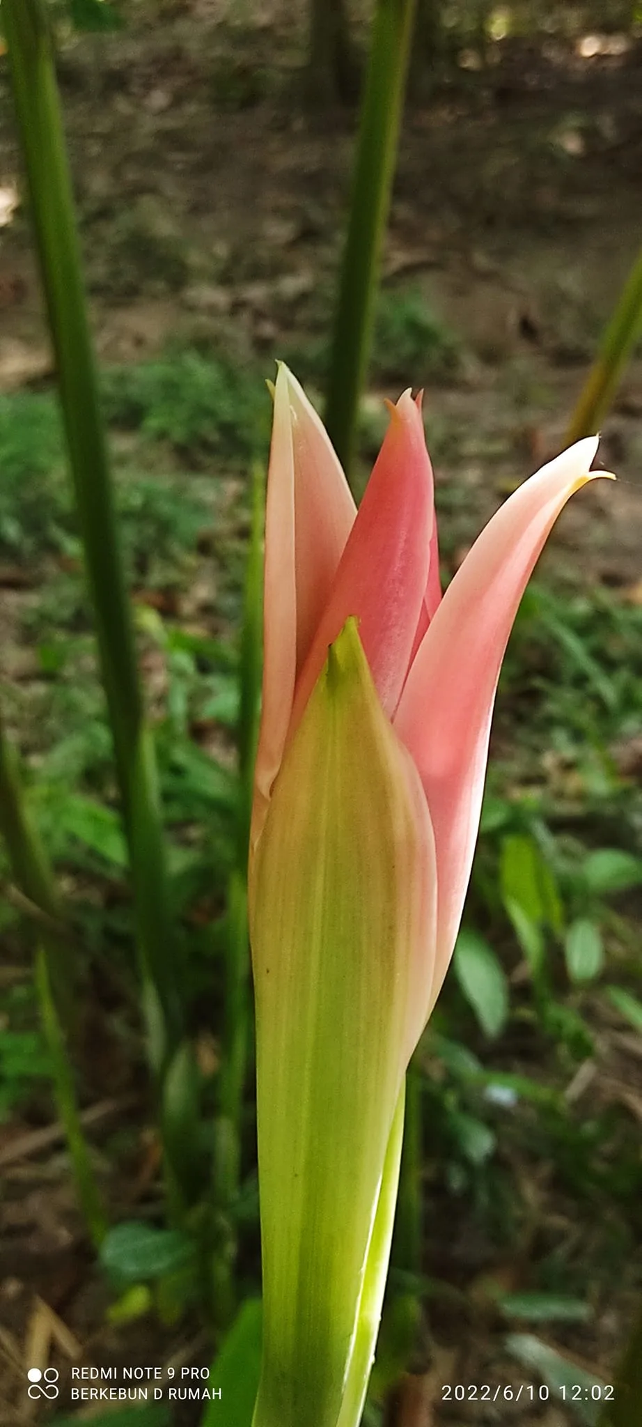 Ramai Salah Tanam Kantan, Sebab Itu Pokok Tak Berbunga Langsung