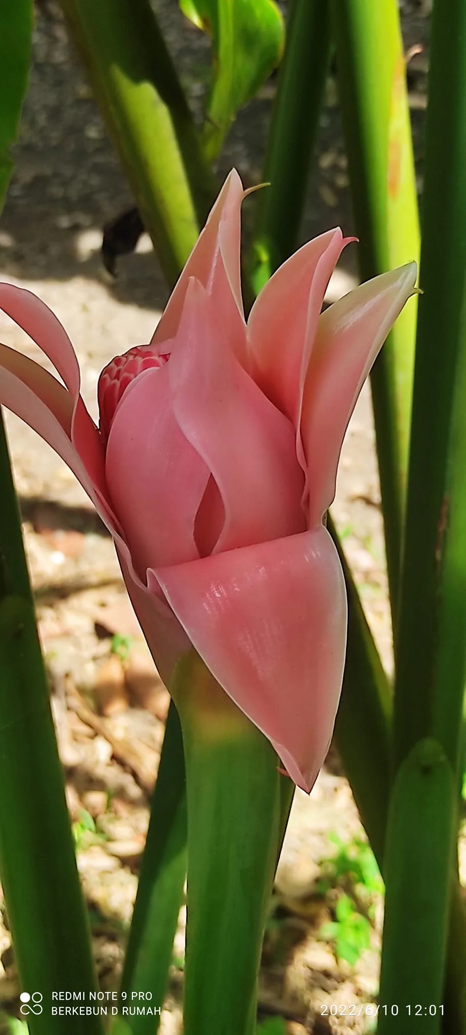 Ramai Salah Tanam Kantan, Sebab Itu Pokok Tak Berbunga Langsung