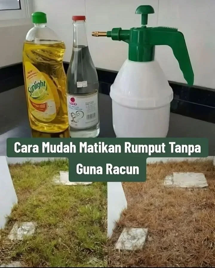 Petua Mudah Hapus Rumput Liar Tanpa Racun, Hasil Nampak Dalam Seminggu!
