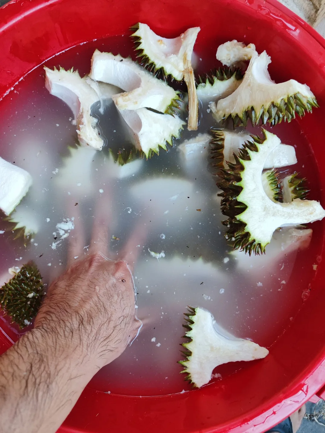 Kulit Durian Jangan Dibuang, Boleh Buat Baja Cecair Untuk Siraman
