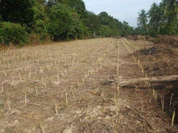 Hasil Tanam Serai, Lelaki Ini Bina Rumah Lebih RM600k Tunai Untuk Mak