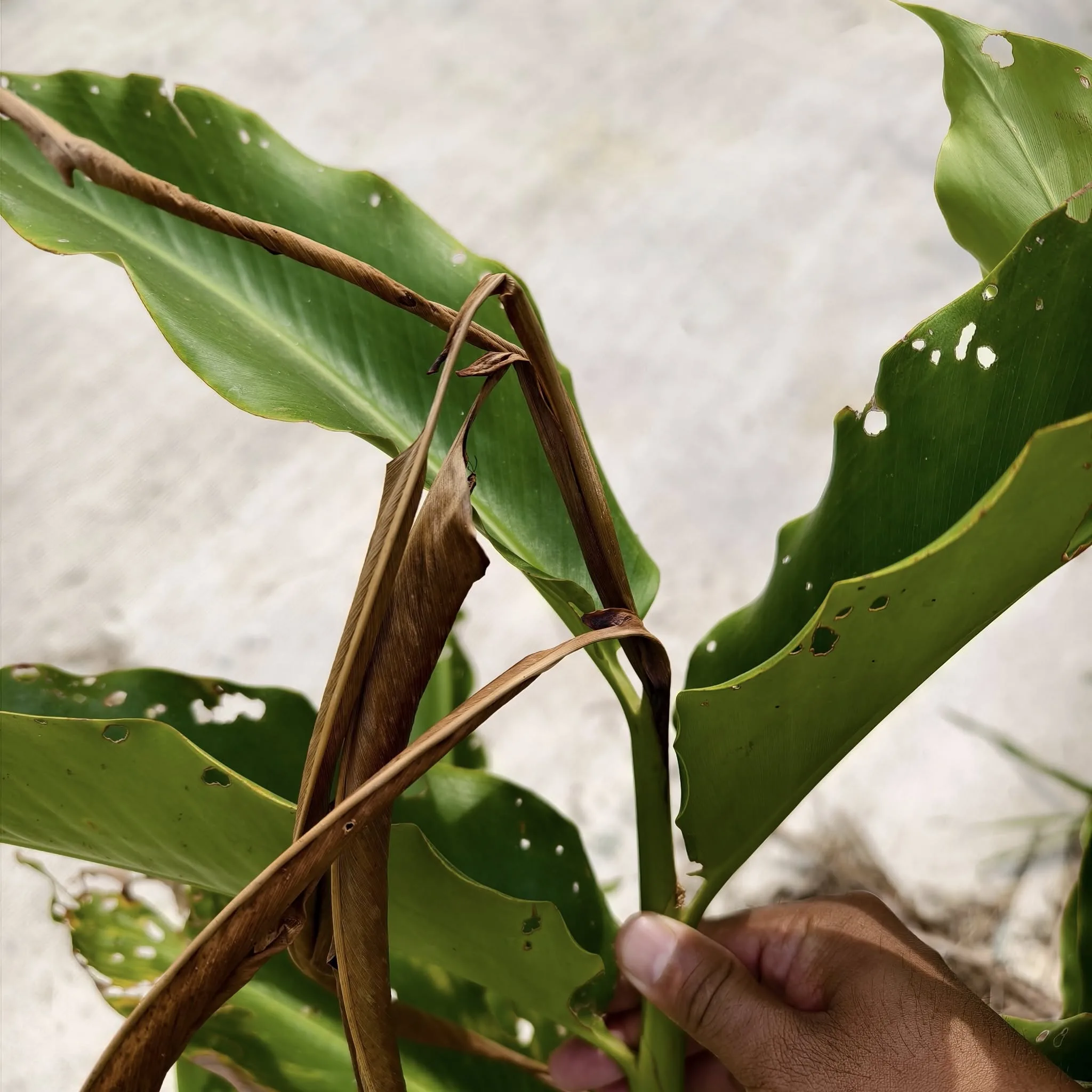 Ramai Salah Tanam Kantan, Sebab Itu Pokok Tak Berbunga Langsung