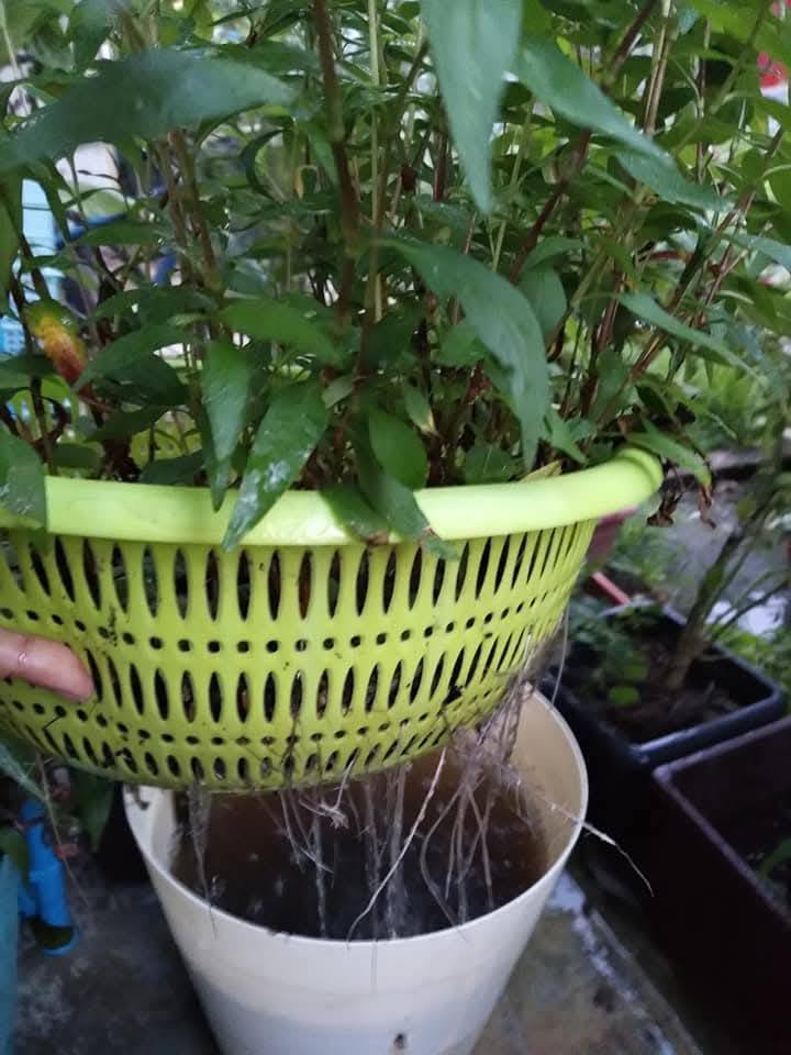 Tanam Kesum Guna Kaedah Tapis, Jimat Ruang, Bebas Jentik-Jentik!