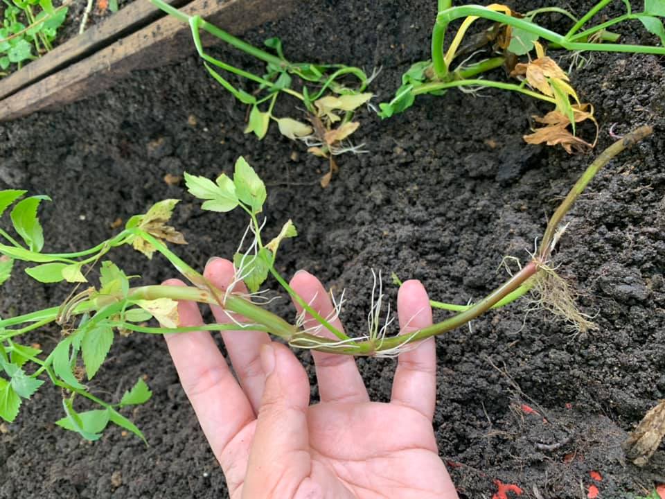 Cara Mudah Tanam Daun Selom, Tak Perlu Pun Modal Besar