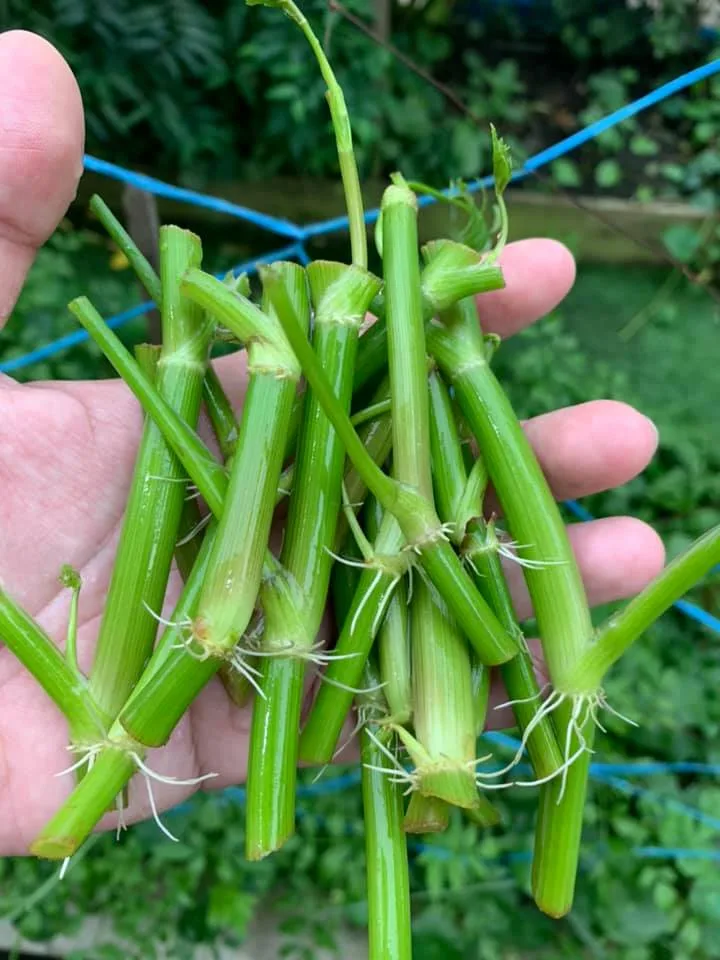 Cara Mudah Tanam Daun Selom, Tak Perlu Pun Modal Besar