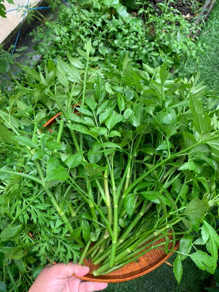 Cara Mudah Tanam Daun Selom, Tak Perlu Pun Modal Besar