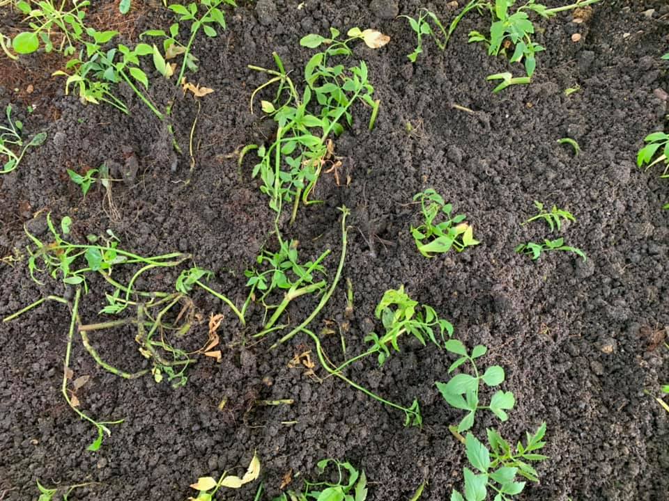 Cara Mudah Tanam Daun Selom, Tak Perlu Pun Modal Besar