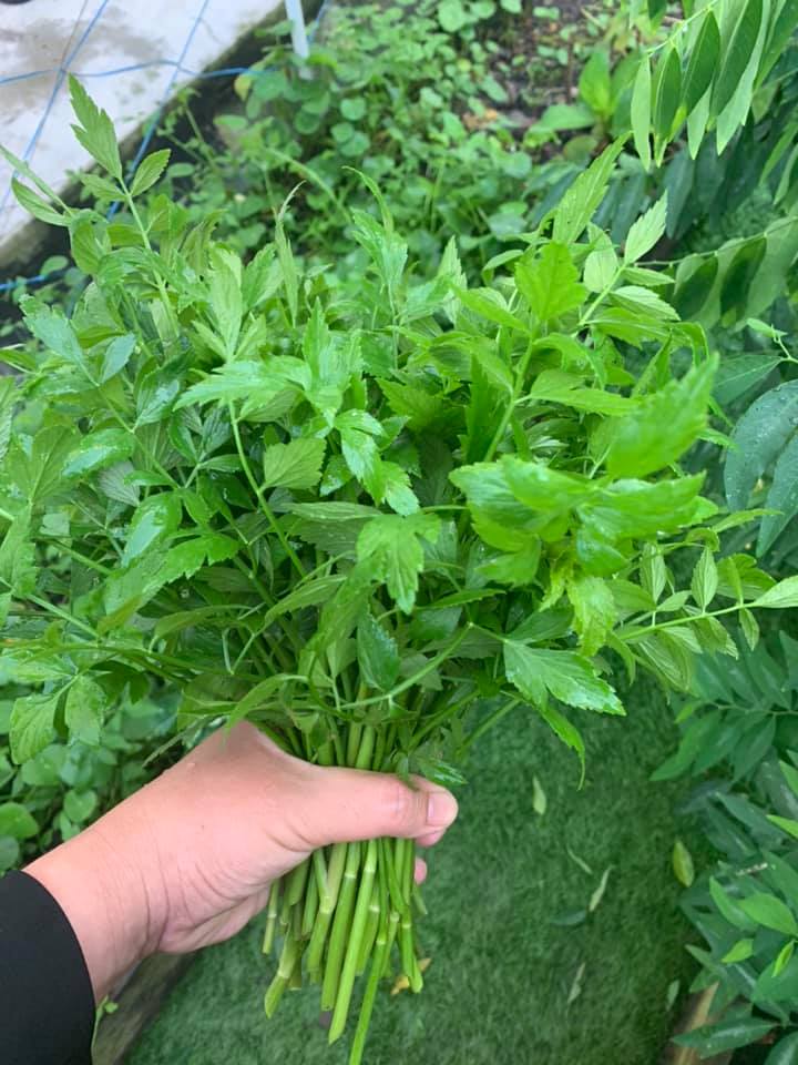 Cara Mudah Tanam Daun Selom, Tak Perlu Pun Modal Besar