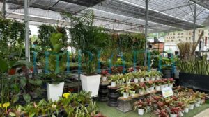 Pokok Cantik, Harga Logik, Gadek Nursery Lokasi Wajib Singgah