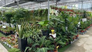 Pokok Cantik, Harga Logik, Gadek Nursery Lokasi Wajib Singgah