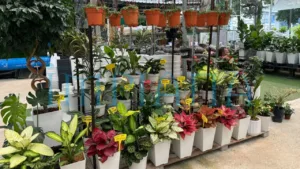 Pokok Cantik, Harga Logik, Gadek Nursery Lokasi Wajib Singgah