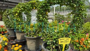 Pokok Cantik, Harga Logik, Gadek Nursery Lokasi Wajib Singgah