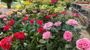 Pokok Cantik, Harga Logik, Gadek Nursery Lokasi Wajib Singgah