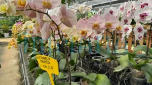 Pokok Cantik, Harga Logik, Gadek Nursery Lokasi Wajib Singgah