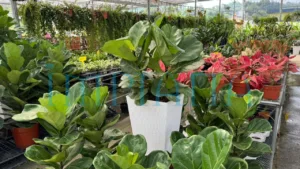 Pokok Cantik, Harga Logik, Gadek Nursery Lokasi Wajib Singgah