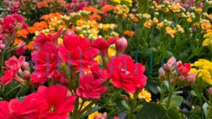 Pokok Cantik, Harga Logik, Gadek Nursery Lokasi Wajib Singgah